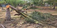 திருகோணமலை-தோப்பூரில் காட்டு யானைகளின் அட்டகாசம்!