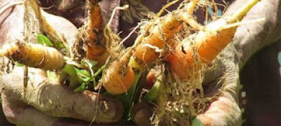 தென்மராட்சி சந்தையில் மண்ணுடன் விற்பனை ஆகும் கரட்!