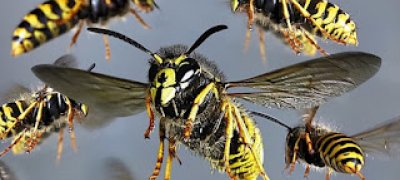 குளவி கொட்டு - 30 மாணவர்கள் வைத்தியசாலையில்!