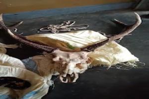 யாழில். மான்கொம்புடன் ஒருவர் கைது!