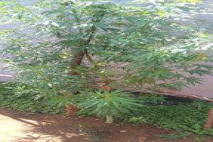 யாழில். வீட்டில் கஞ்சா செடி வளர்த்தவர் கைது!