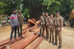 யாழில் 30 இலட்ச ரூபாய் பெறுமதியான பாலை மரக்குற்றிகள் மீட்பு - சந்தேகநபர்கள் தப்பியோட்டம்!