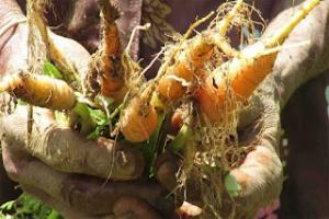 தென்மராட்சி சந்தையில் மண்ணுடன் விற்பனை ஆகும் கரட்!