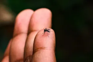 டெங்கு நோயாளர்களின் எண்ணிக்கை 83,000ஐ எட்டியது