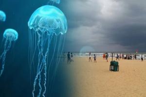 பாணந்துறை கடற்கரையில் நீல வண்ண ஜெல்லிமீன்கள்- விடுக்கப்பட்டுள்ள எச்சரிக்கை