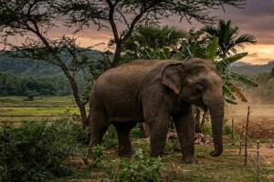 இன்று உலக யானைகள் தினம்