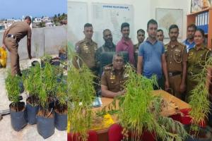 வீட்டு மொட்டை மாடியில் கஞ்சாத் தோட்டம்