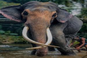“நாட்டின் மிகப்பெரிய தந்தமுடைய யானையை காணவில்லை: யானைகள் அழிந்தால் சுற்றாடல் சமநிலை சீர்குலையும்”