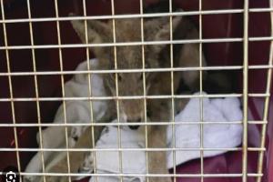 டொராண்டோ பெண்ணின் படுக்கையில் காட்டு விலங்கு (Coyote) கண்டெடுப்பு
