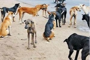 நாய்க் குட்டிகளை மீட்கச் சென்ற தன்னார்வலர் நாய்களால் கடியுண்டு பலி