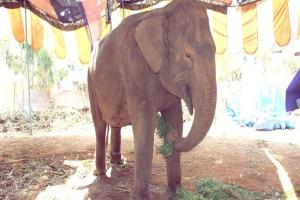 வீதி விபத்தில் காயமடைந்த 'ரந்தெனியா பண்டார' யானை உயிரிழந்தது!