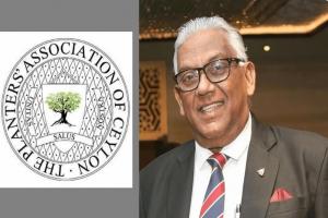 எண்ணெய் பனைத் துறையில் கொள்கைத் தயக்கத்தால் பொருளாதார இழப்பு!